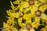 Earth loosestrife